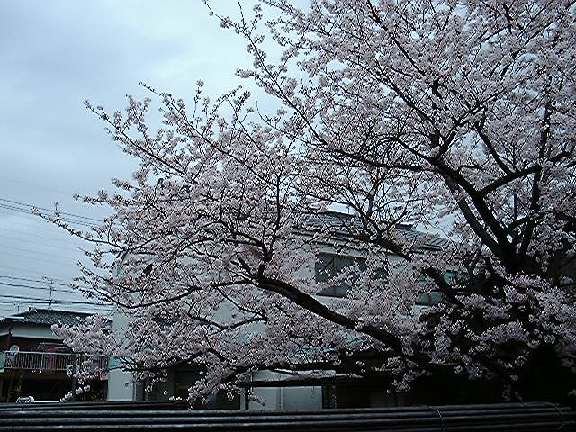 会社の桜